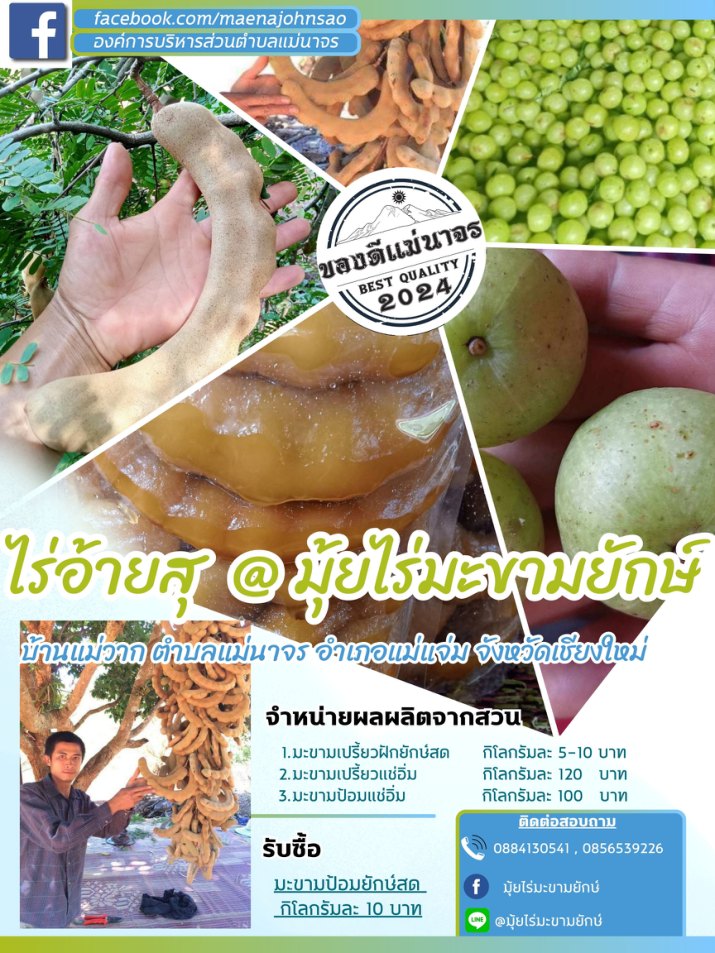 มุ้ยไร่มะขามยักษ์ (ไร่อ้ายสุ)